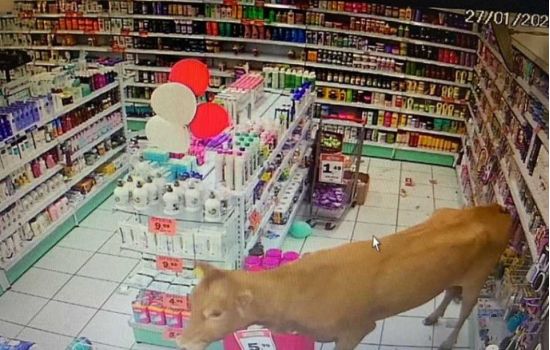 Vídeo: Vaca invade farmácia e é adotada pela farmacêutica