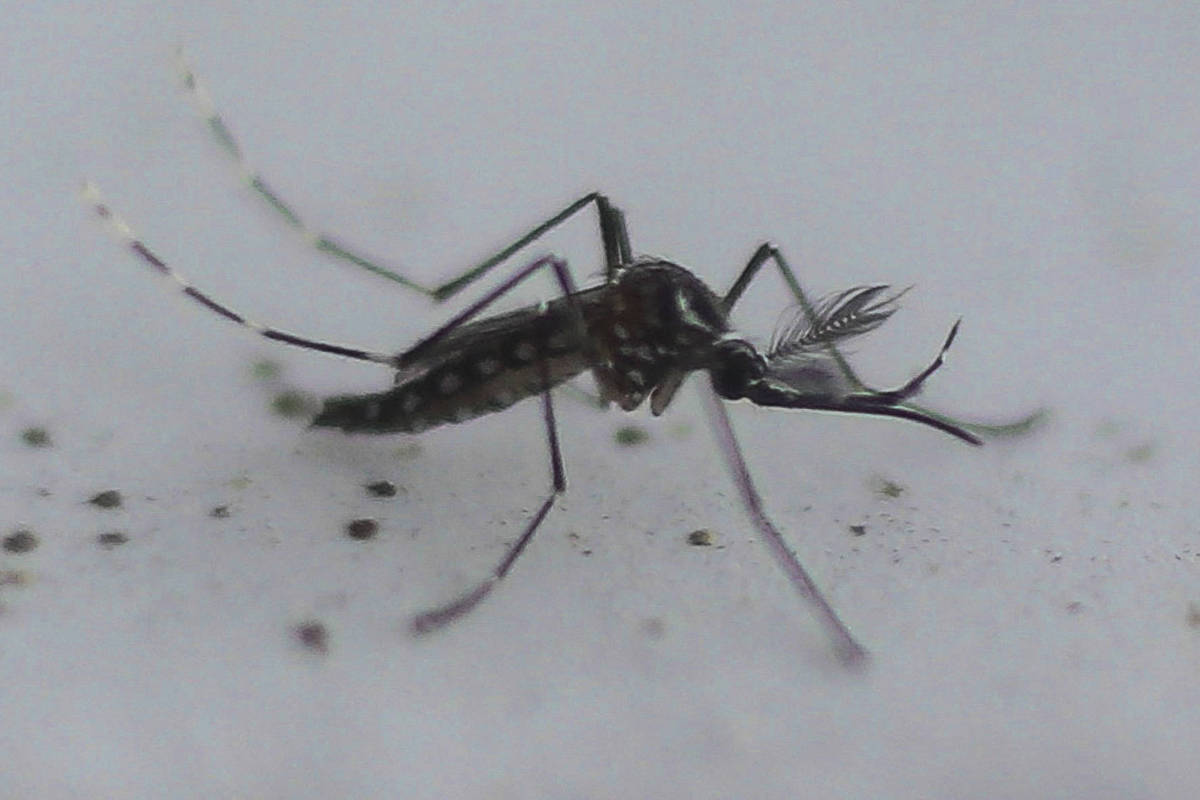 Alexandre Padilha confirma que Anvisa deve aprovar vacina da dengue do Butantan ainda este ano