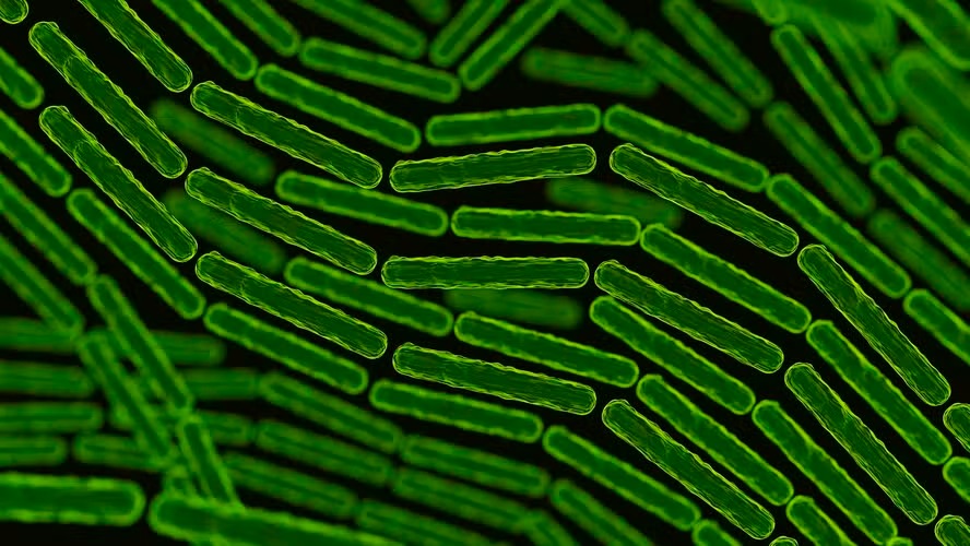 Cientistas identificam bactéria que poderá substituir medicamentos como o Ozempic