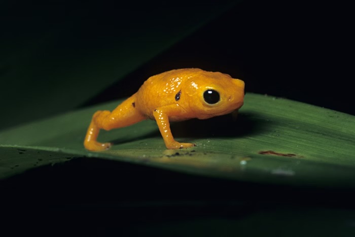 Veneno de sapo brasileiro revela potencial terapêutico contra AVC e inspirar novo tratamento cardiovascular