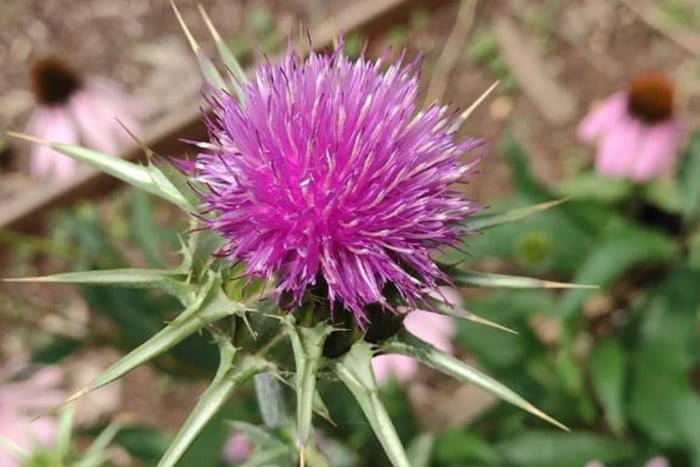 Farmacêutica da USP desenvolve fórmula com planta que reduz gordura abdominal