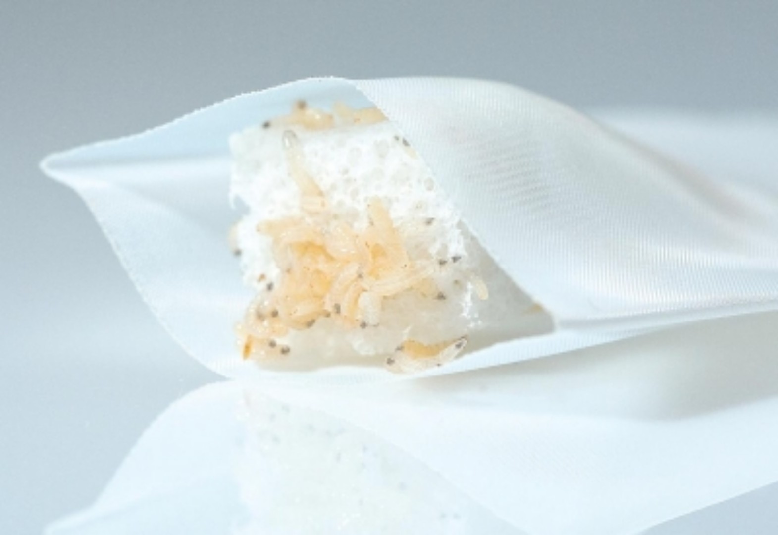 Feridas complexas ganham nova opção de tratamento com larvas estéreis