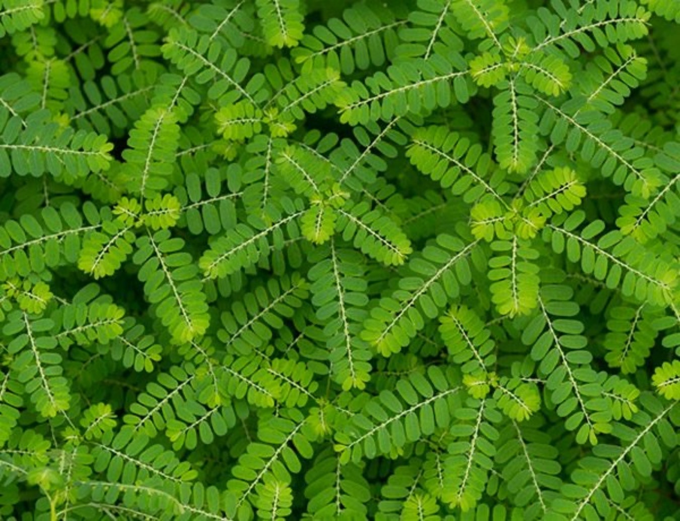 Folha de quebra-pedra dará origem ao primeiro fitoterápico industrializado do SUS