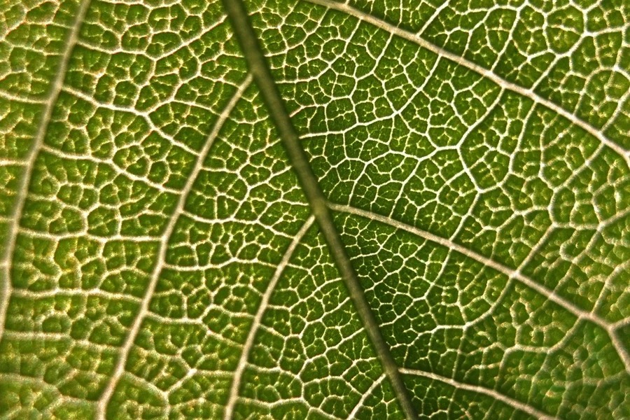 Gene encontrado em plantas pode contribuir para a produção de medicamentos