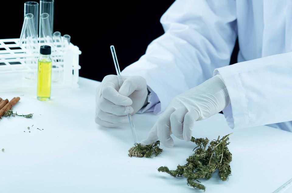 GreenCare investirá R$ 40 milhões na fabricação de medicamentos à base de cannabis
