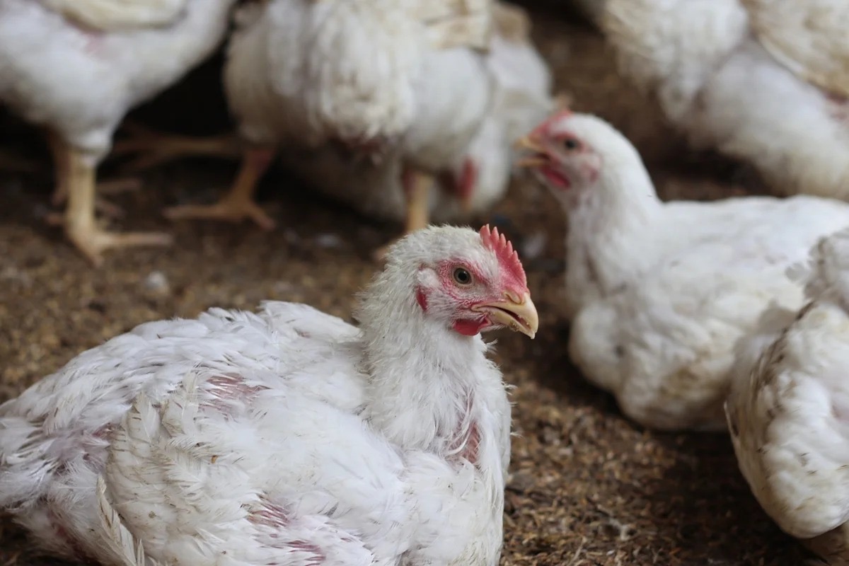 Gripe aviária pode representar ameaça maior que a Covid segundo cientistas
