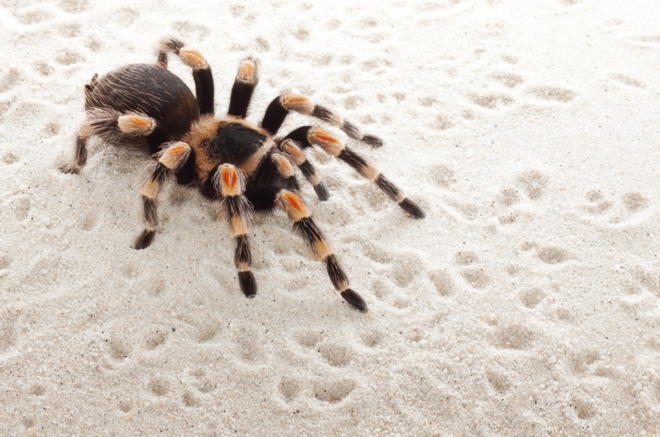 Novo medicamento para disfunção erétil é feito com veneno de aranha