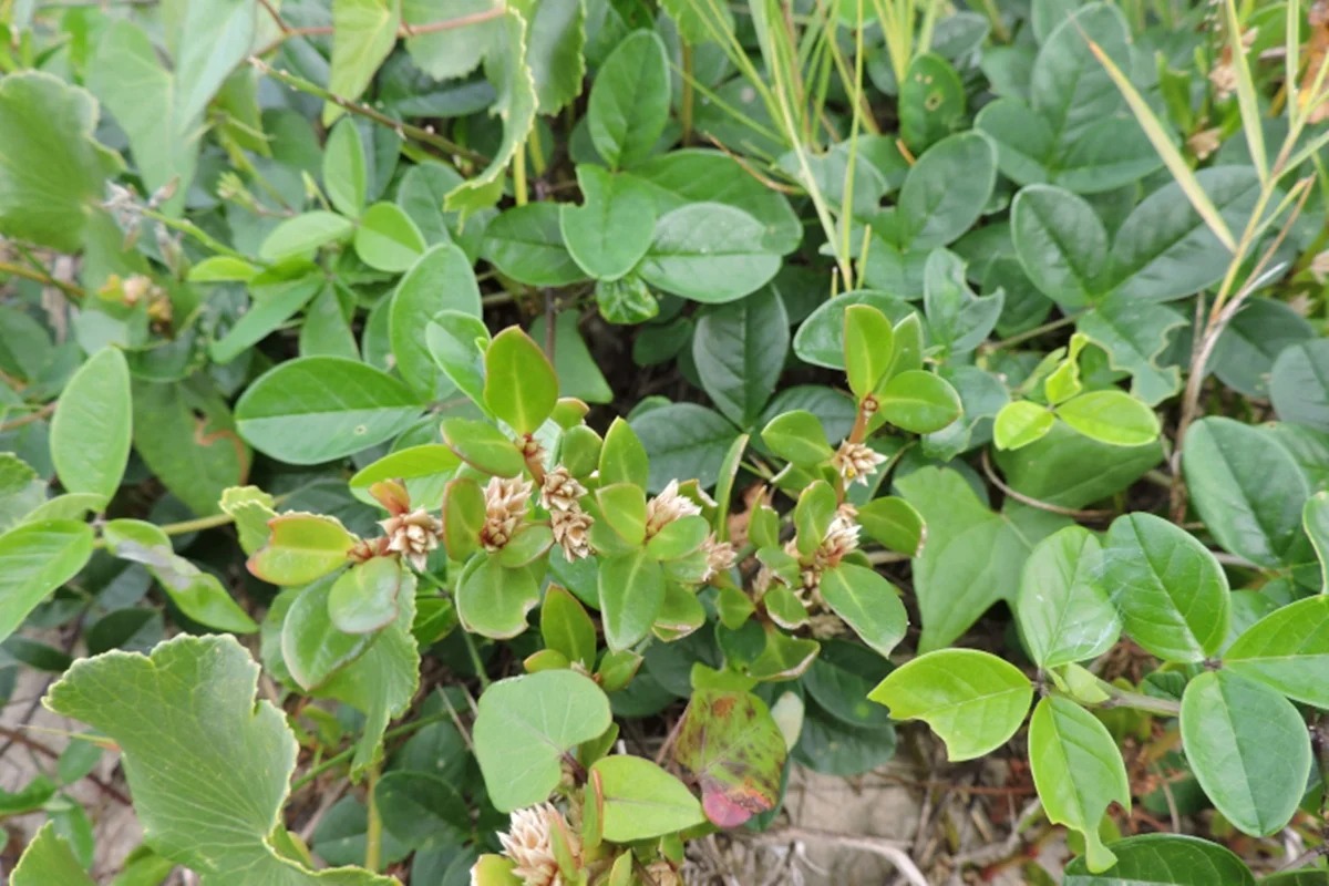 Planta brasileira apresenta potencial no combate à inflamação da artrite