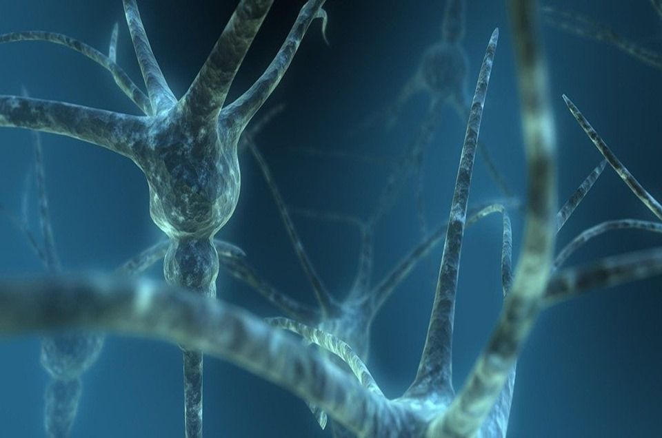 Proteína identifica qual célula do cérebro é mais vulnerável ao Alzheimer
