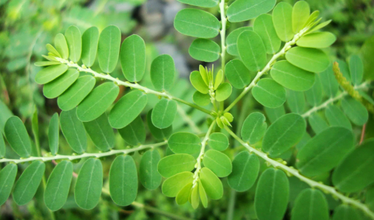 Quebra-pedra será o primeiro fitoterápico industrializado do SUS
