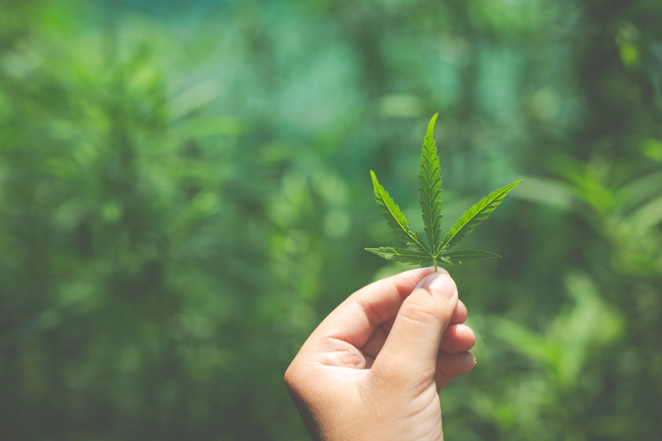 Reclassificação da cannabis nos EUA reacende debate regulatório e levanta reflexões para o Brasil
