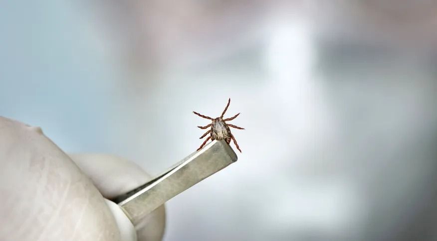 Carrapato deve ser retirado delicadamente para evitar febre maculosa, diz infectologista