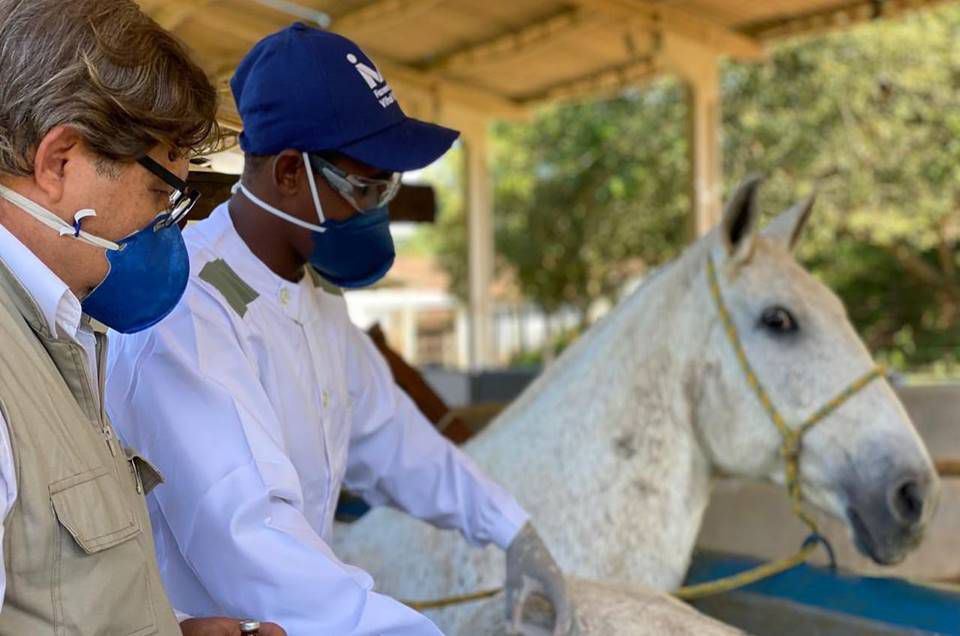 Anticorpos de cavalo são até 100 vezes mais potentes contra Covid-19