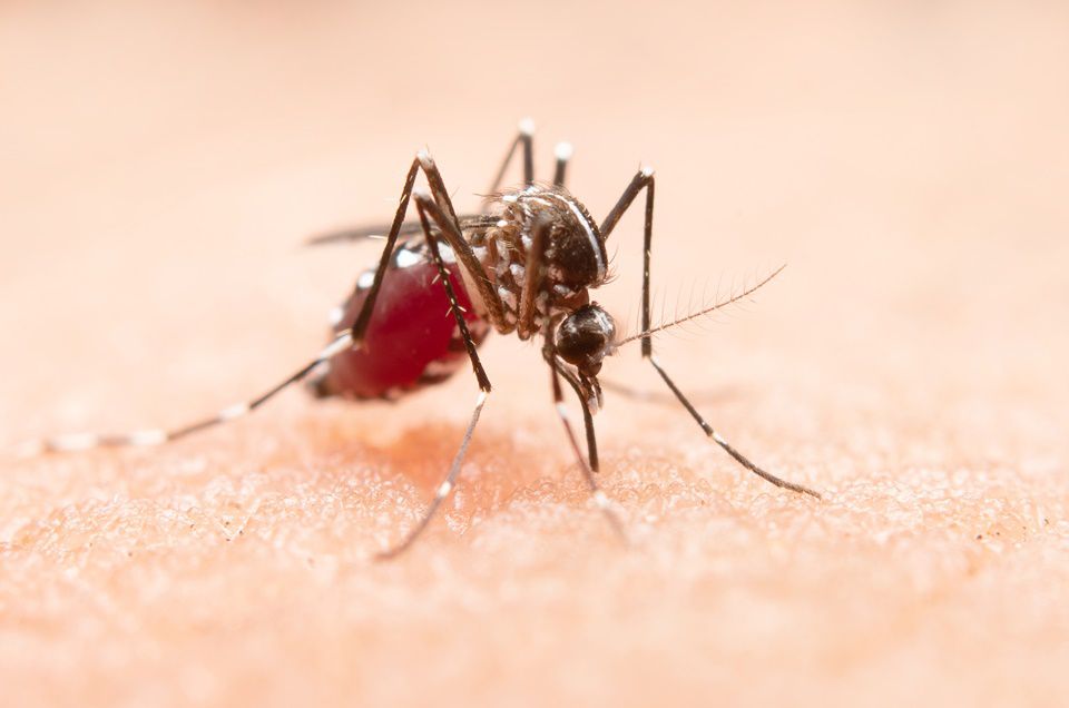 Pessoas que tiveram dengue podem ter imunidade contra Covid-19, sugere estudo 