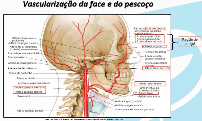 vascularização