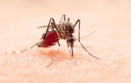 Dengue: de forma inédita medicamento mostra efeito contra o vírus