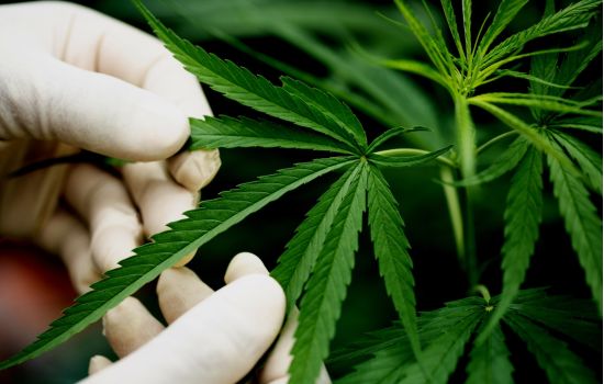 Estudo brasileiro indica que cannabis medicinal pode retardar a progressão do Alzheimer