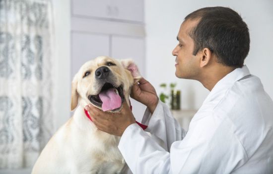 A CARREIRA DO FARMACÊUTICO VETERINÁRIO